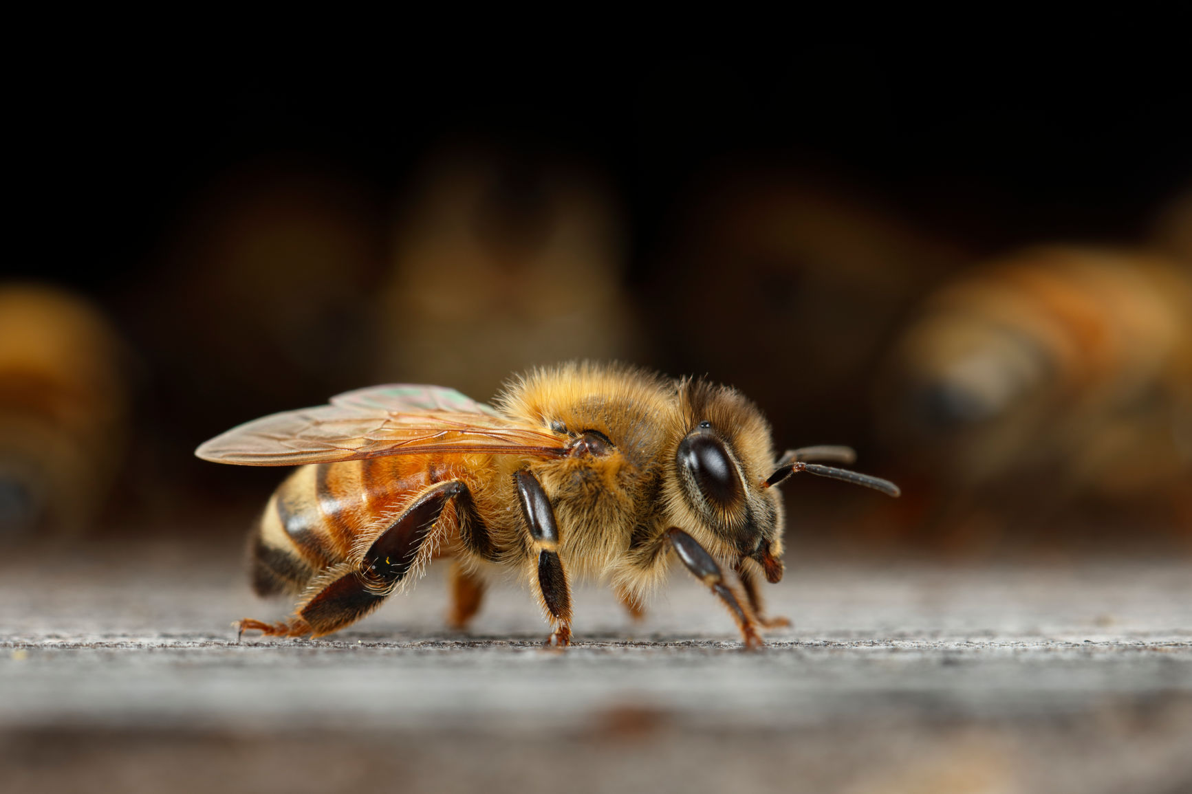 Furry Porn Honey Bees